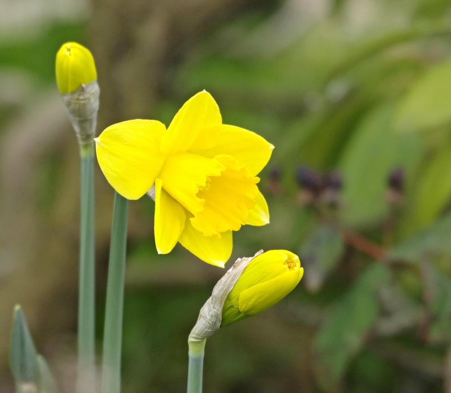 Frühlingshaftes