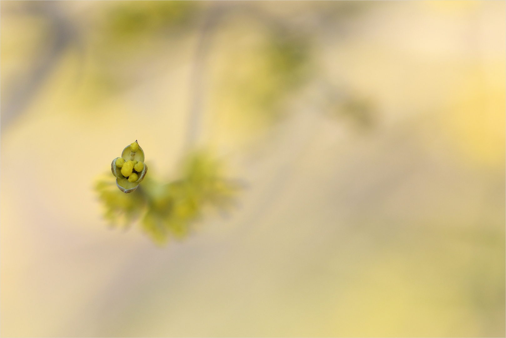 *Frühlingshauch & Natur°Minimalismus*