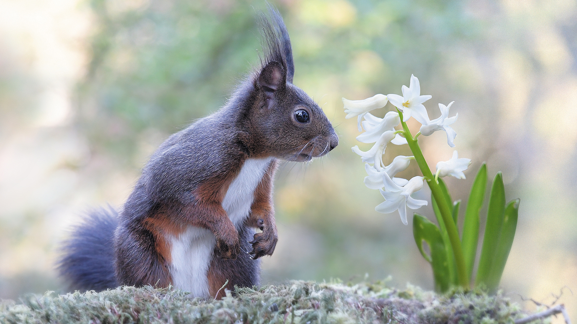 Frühlingshörnchen