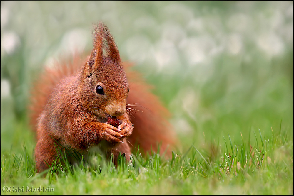 Frühlingshörnchen