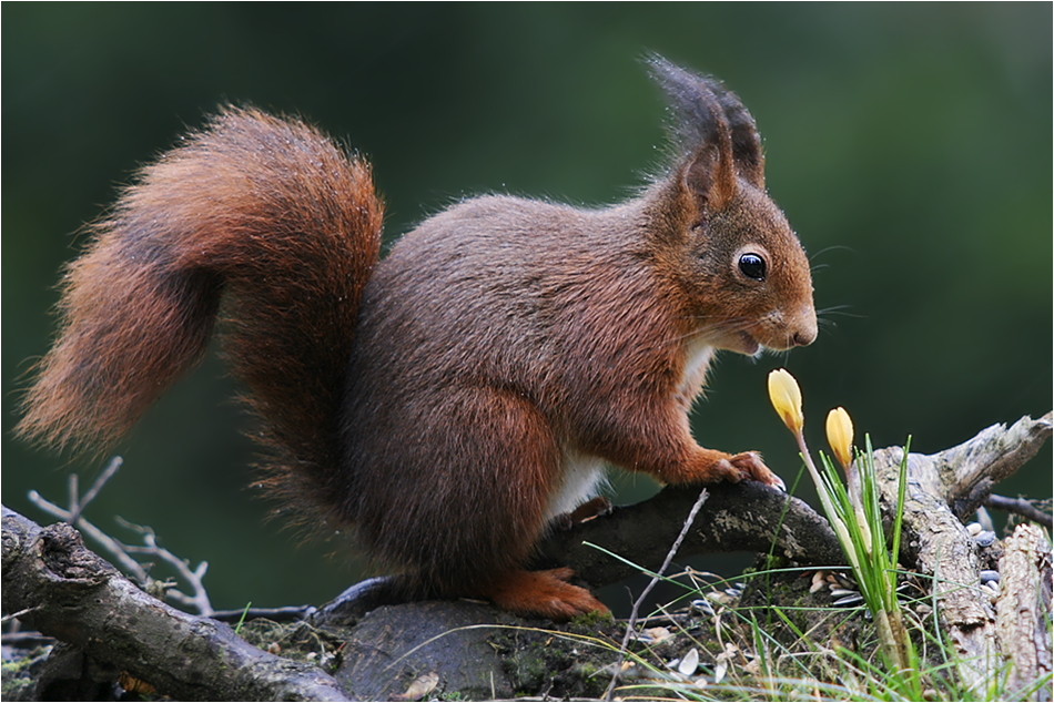 Frühlingshörnchen