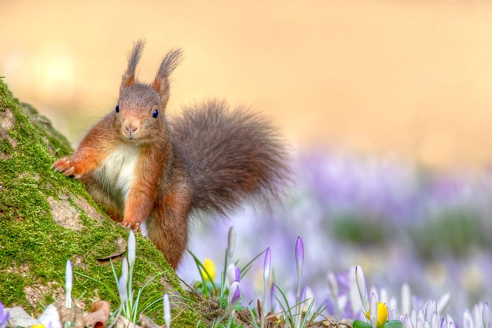 Frühlingshörnchen