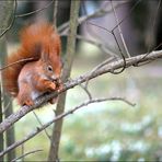 Frühlingshörnchen