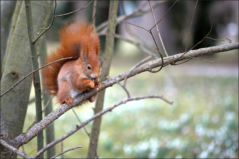 Frühlingshörnchen