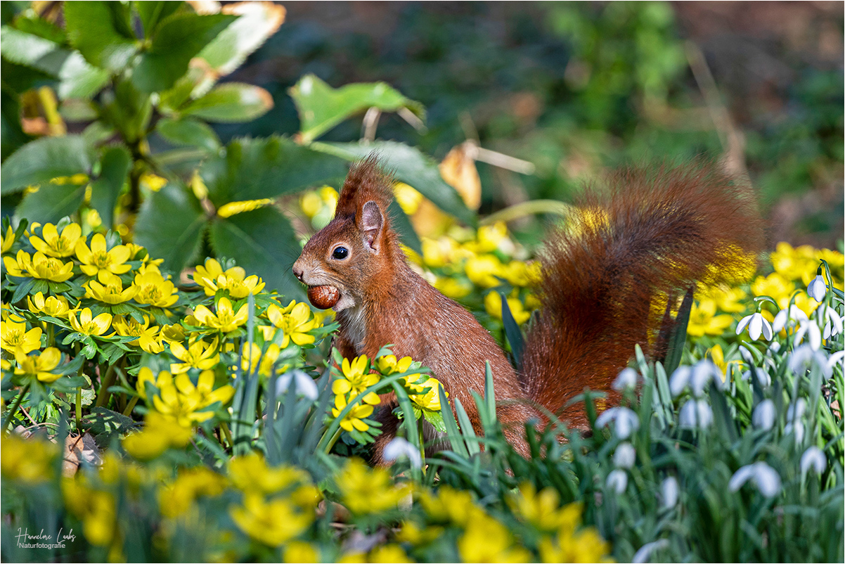 Frühlingshörnchen