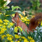 Frühlingshörnchen