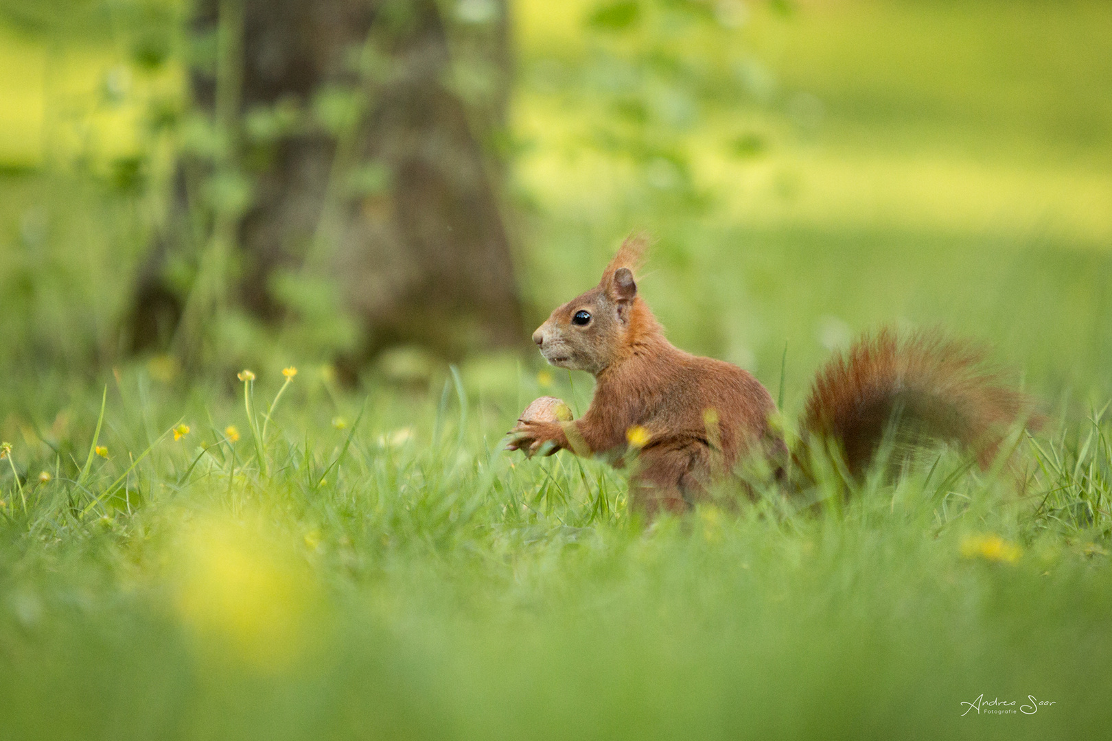 Frühlingshörnchen