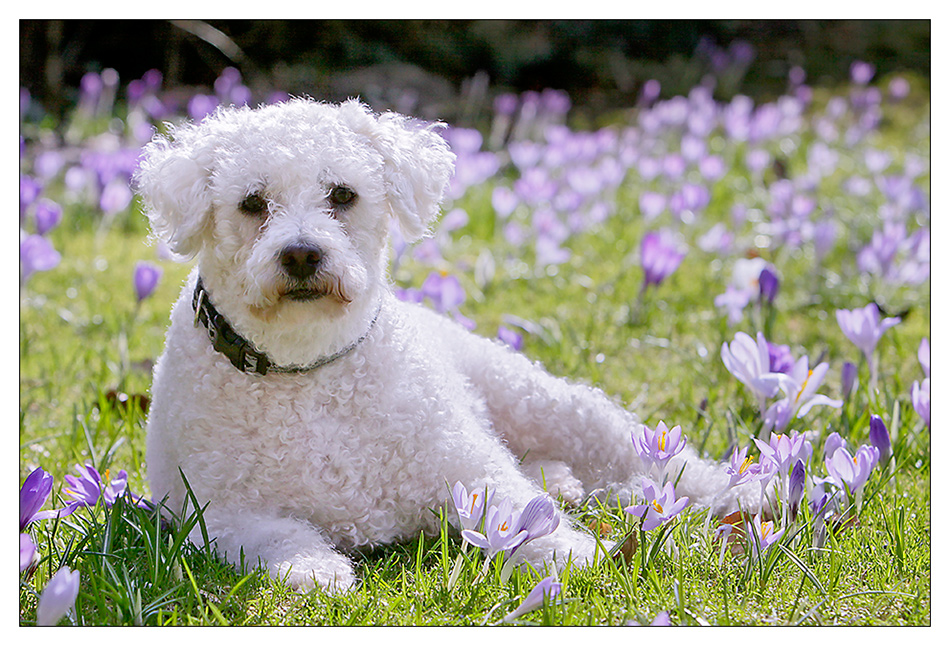 Frühlingshund Enrico