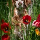 Frühlingshund - Springtime Dog