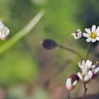 Frühlingshunger-Blümchen