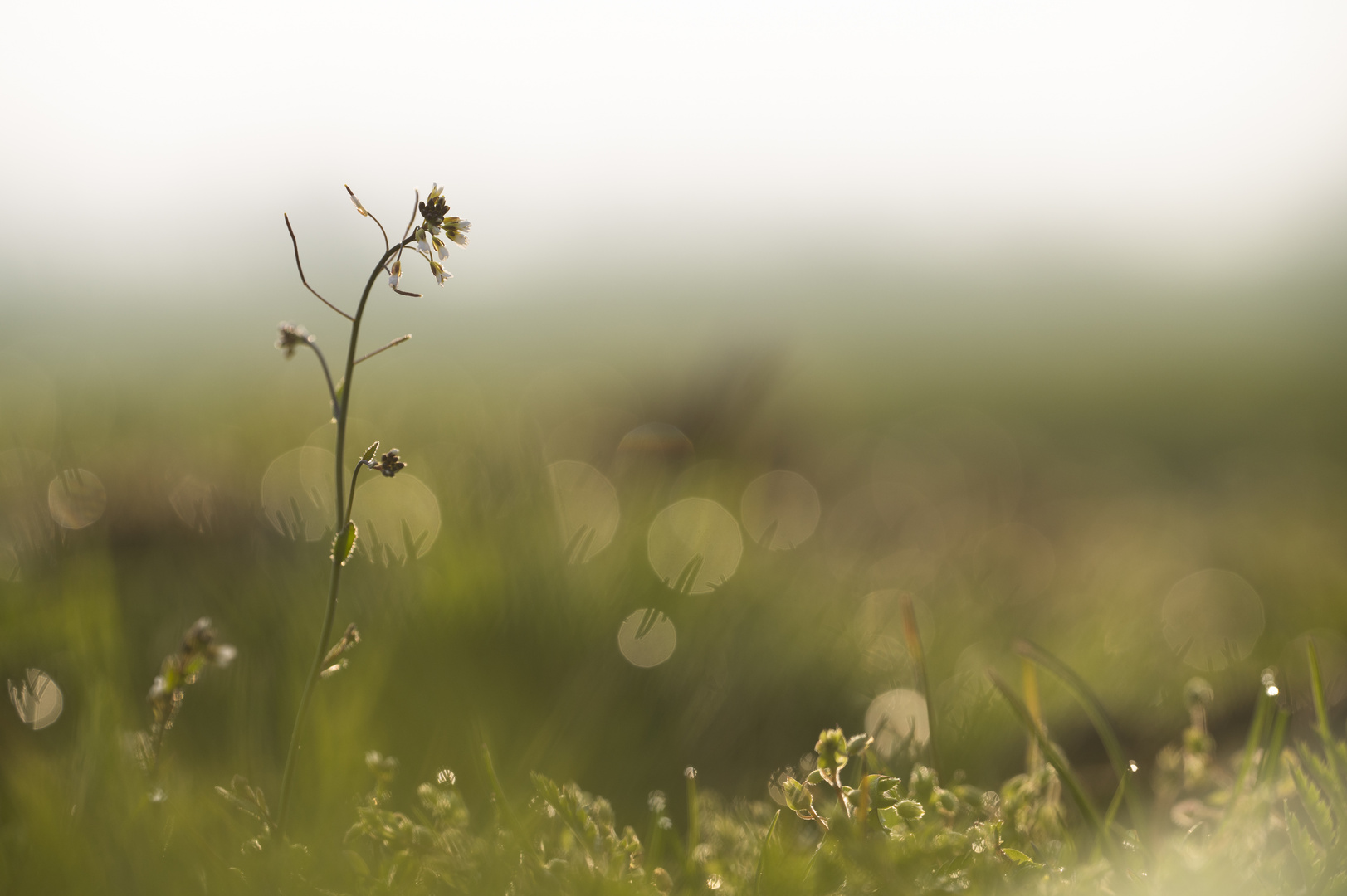 ____frühlingshungerblümchen___________