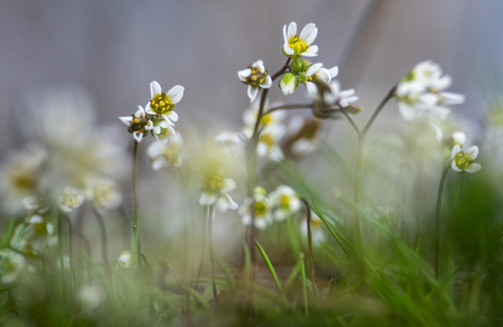 __frühlingshungerblumen_____