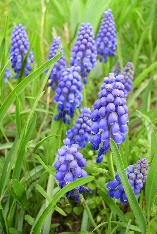 Frühlingsidyll in Blau