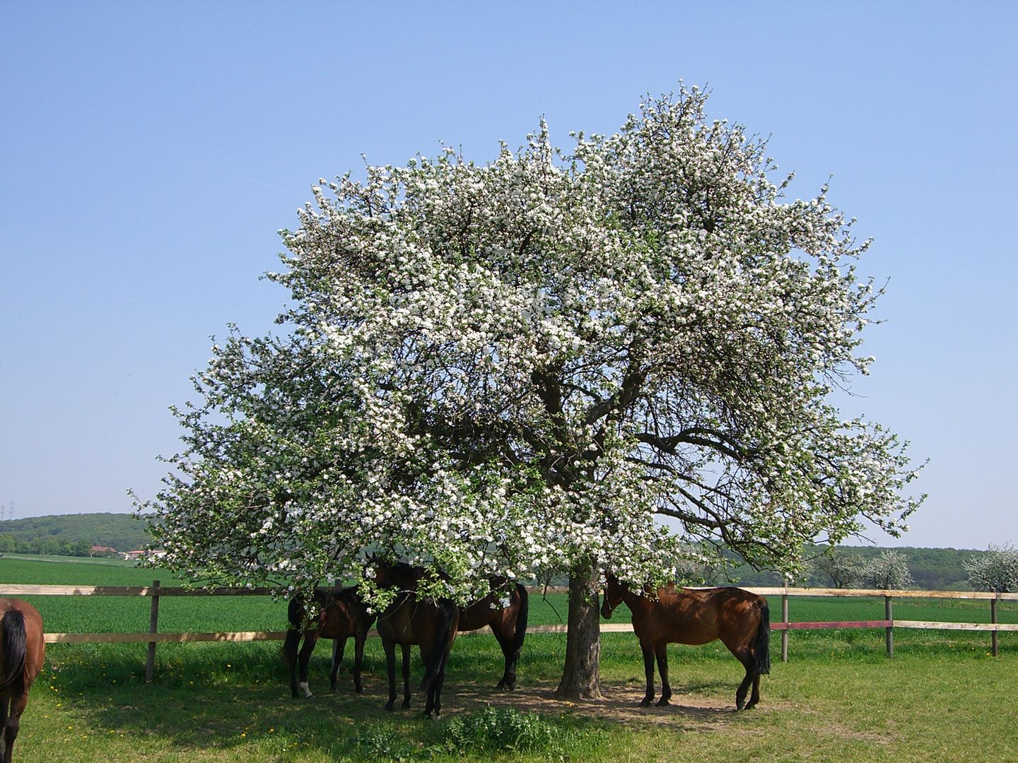 Frühlingsidylle