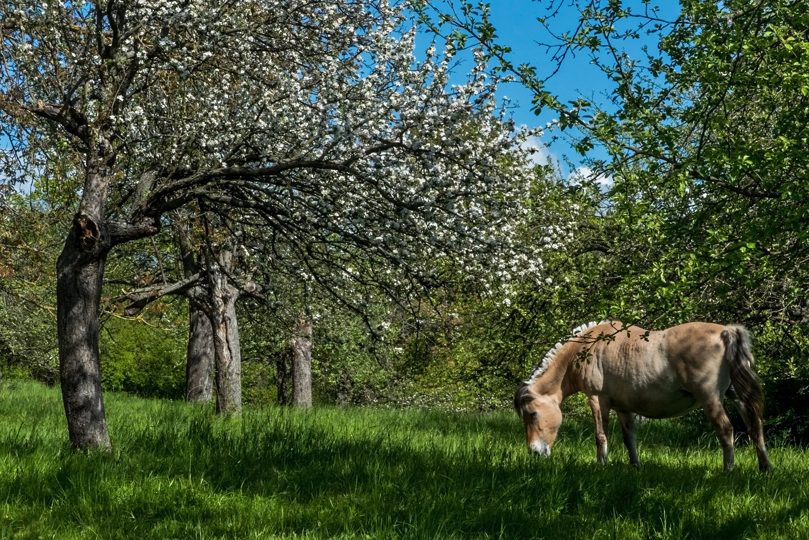 Frühlingsidylle