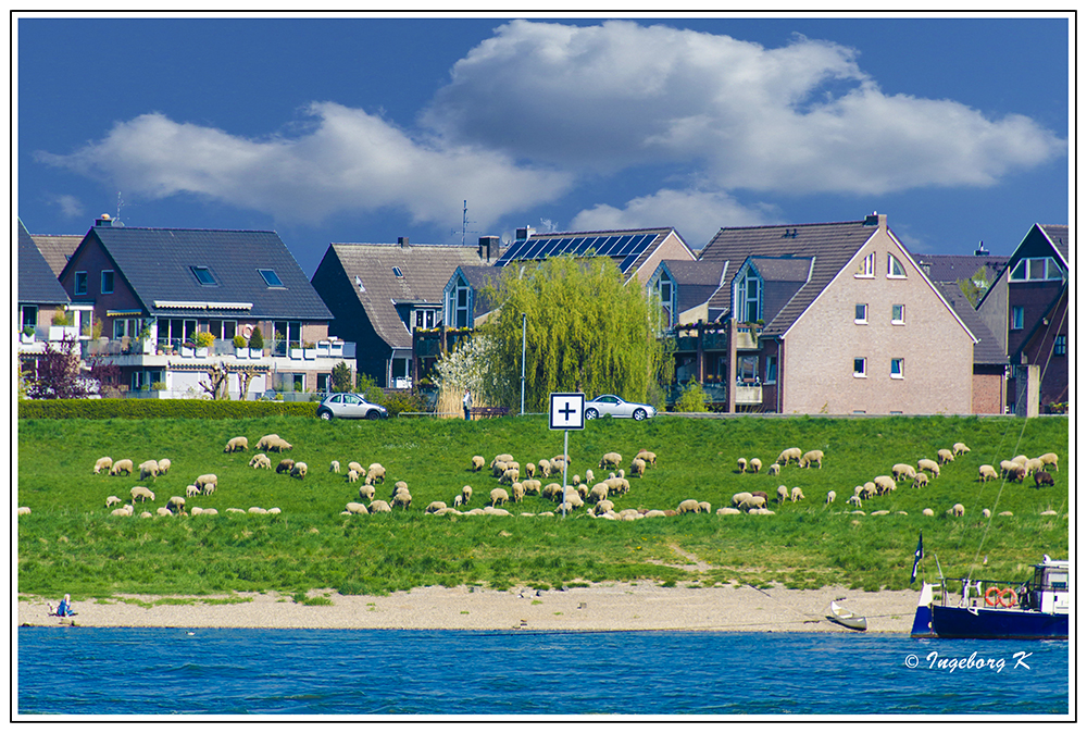 Frühlingsidylle am Rhein