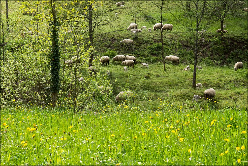 Frühlingsidylle in Maigrün