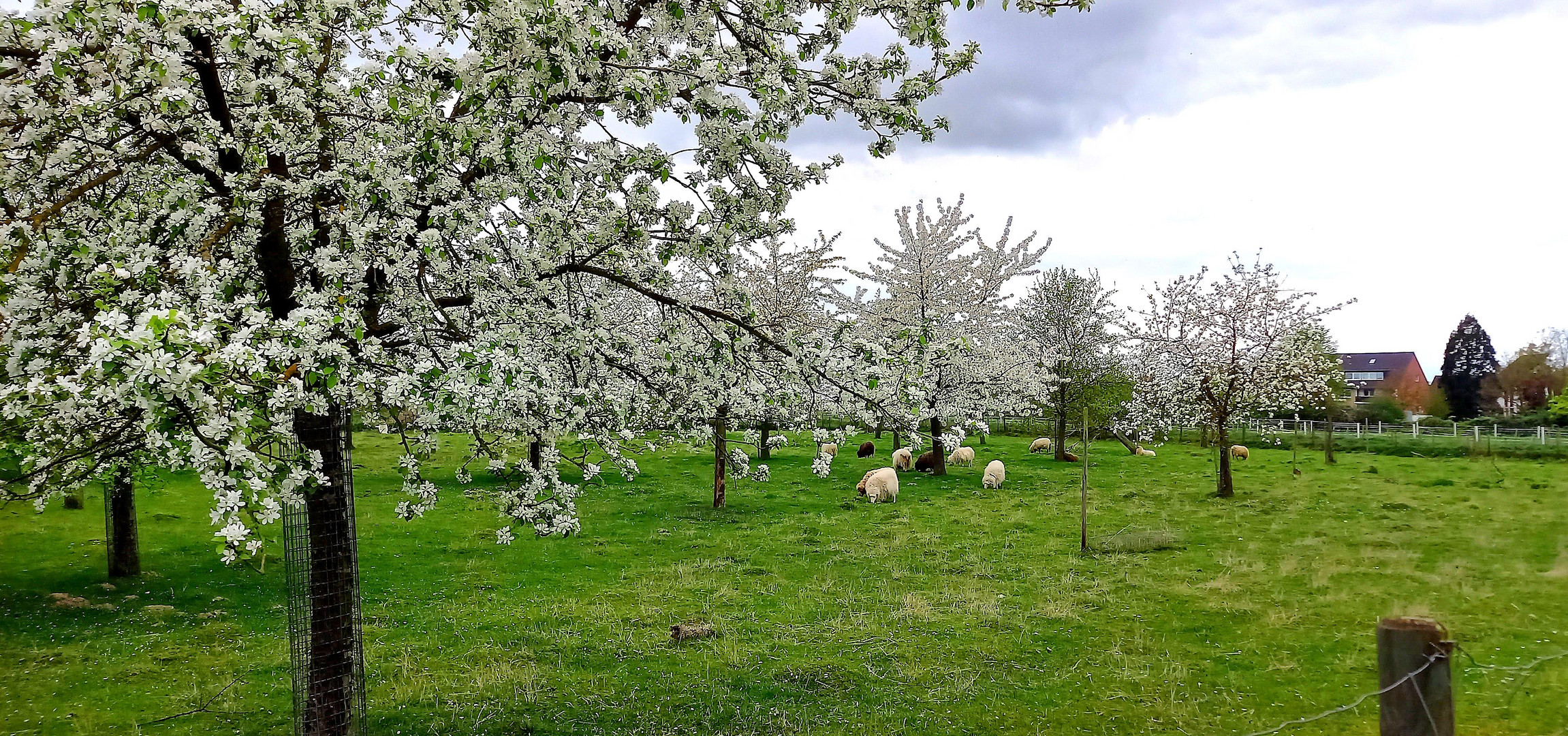 Frühlingsidylle pur