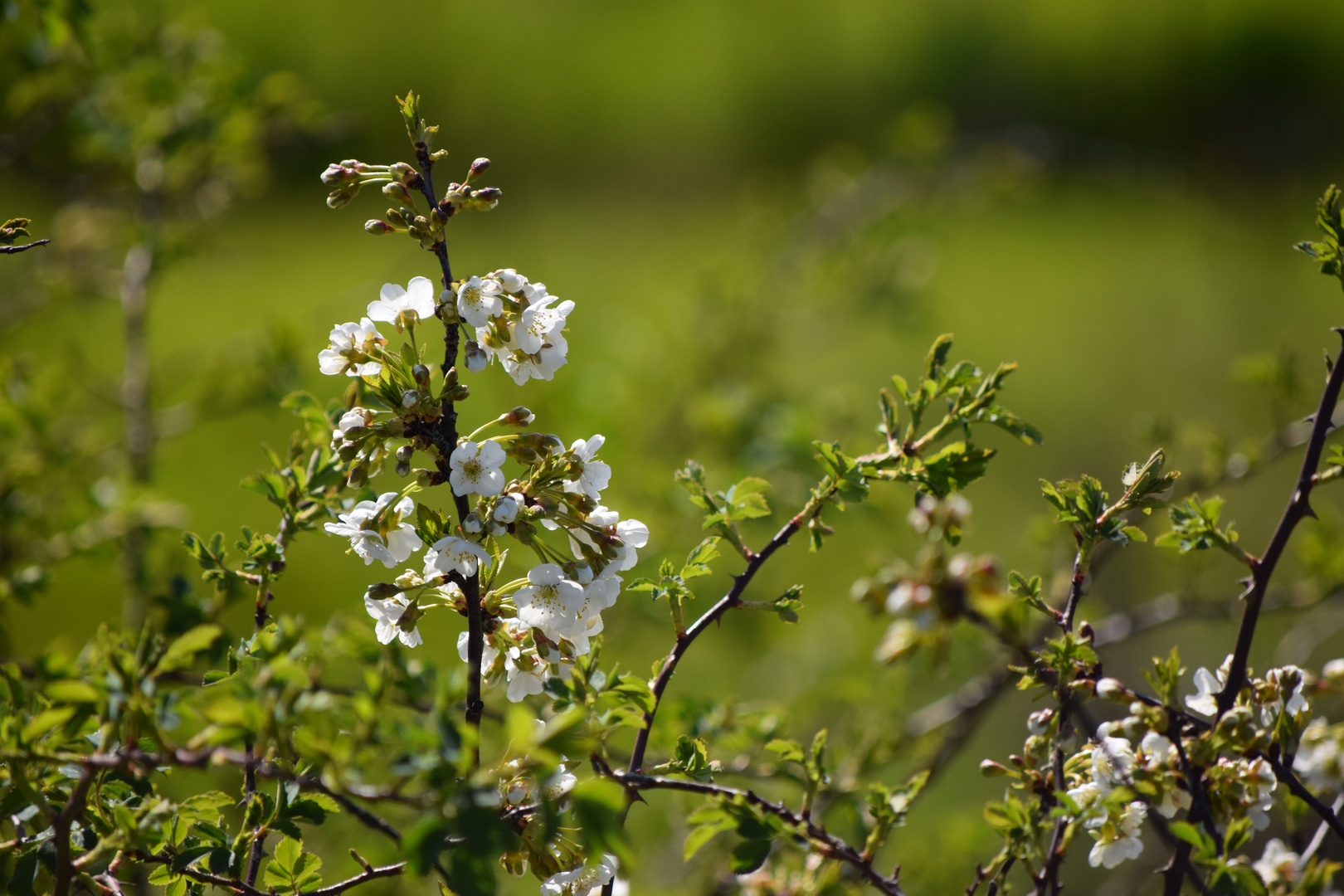 Frühlingsimpressionen 1