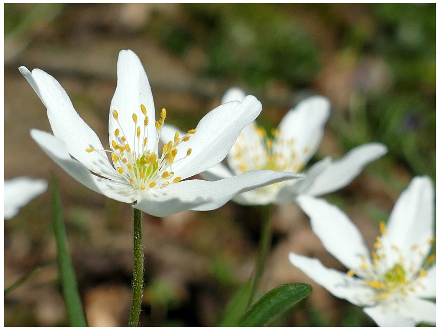 Frühlingsimpressionen 3 (Schwäbische Alb)