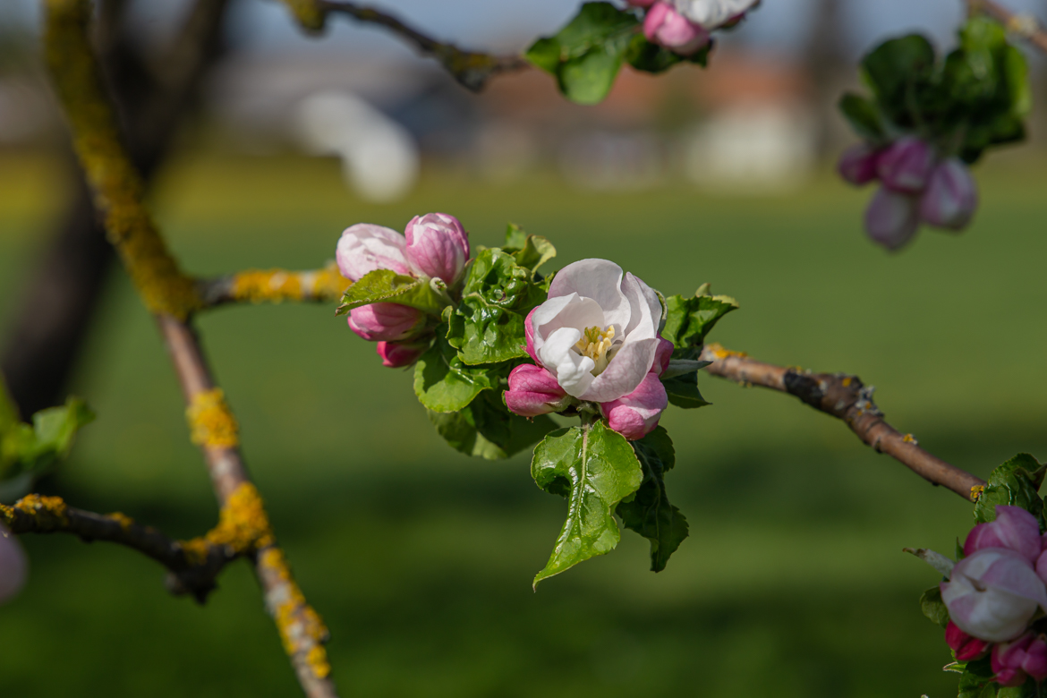 Frühlingsimpressionen 