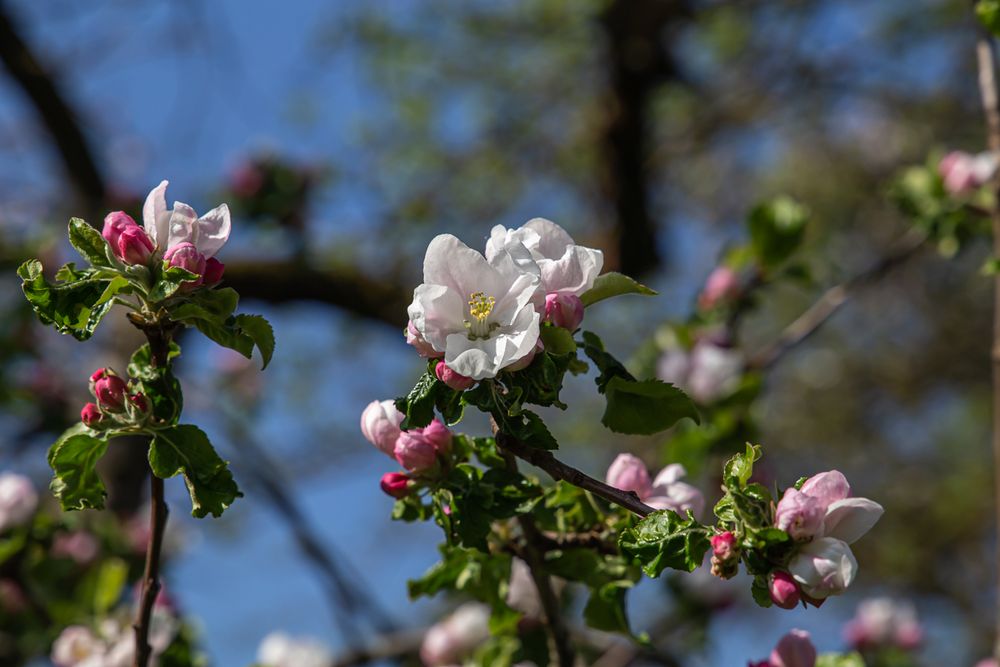 Frühlingsimpressionen 