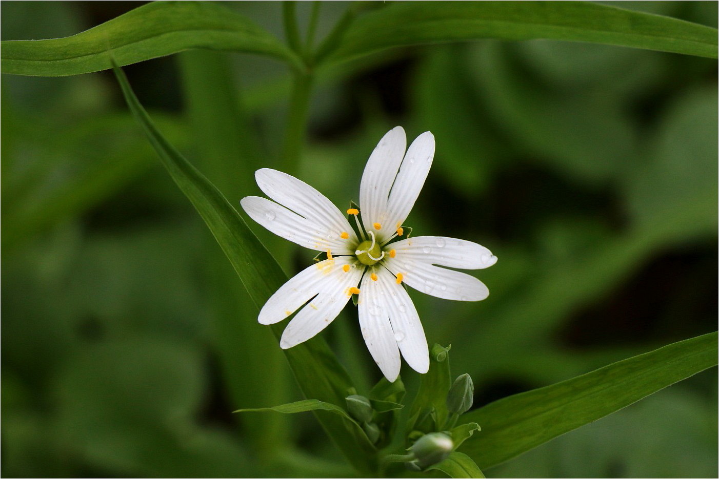 Frühlingsimpressionen (7)