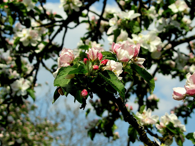 Frühlingsimpressionen