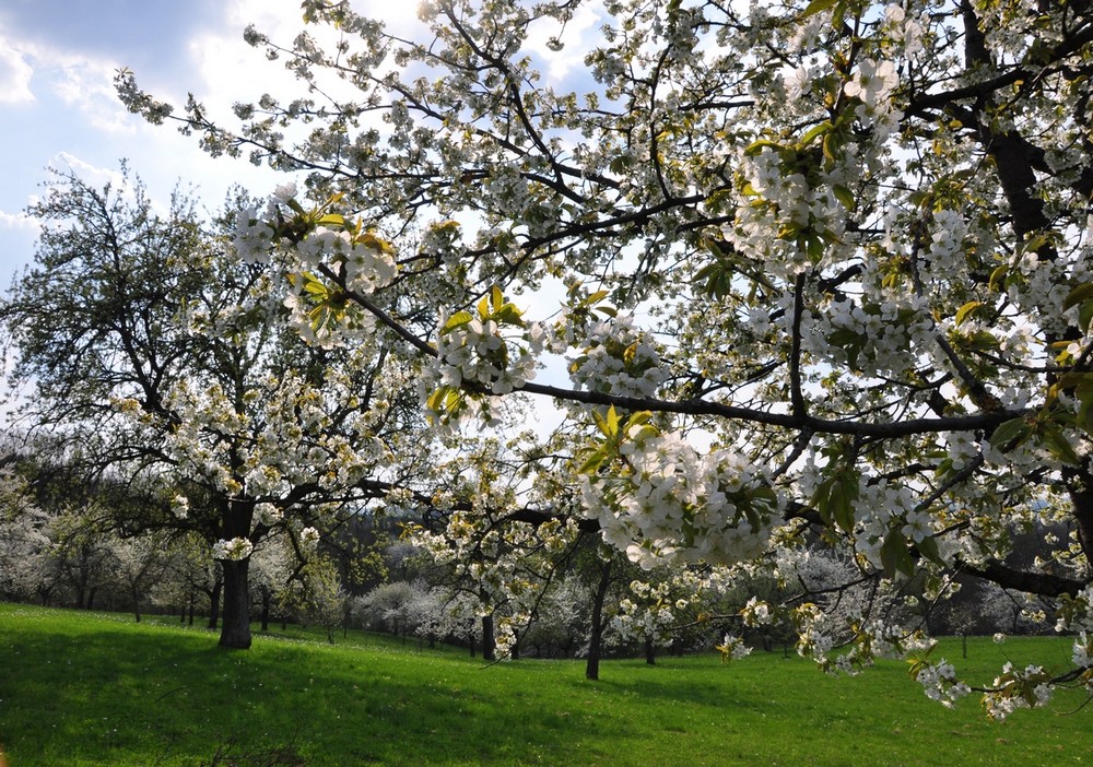 Frühlingsimpressionen