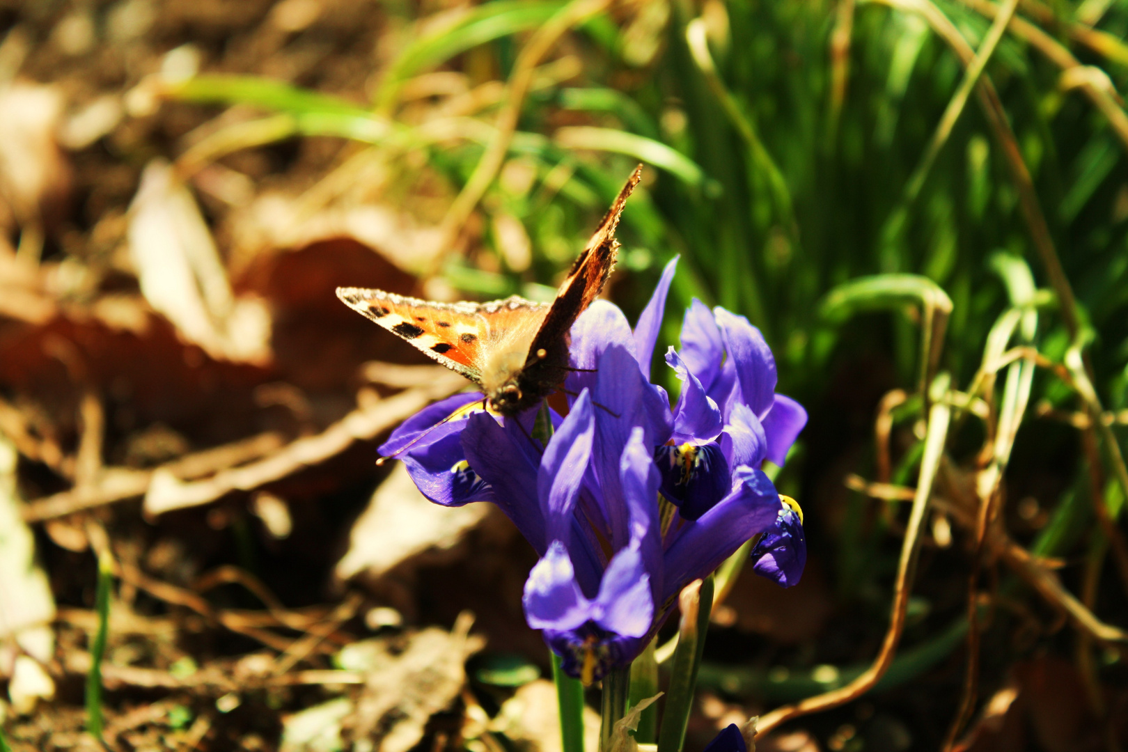 Frühlingsimpressionen