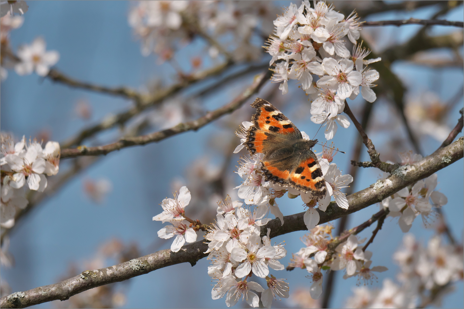 Frühlingsimpressionen