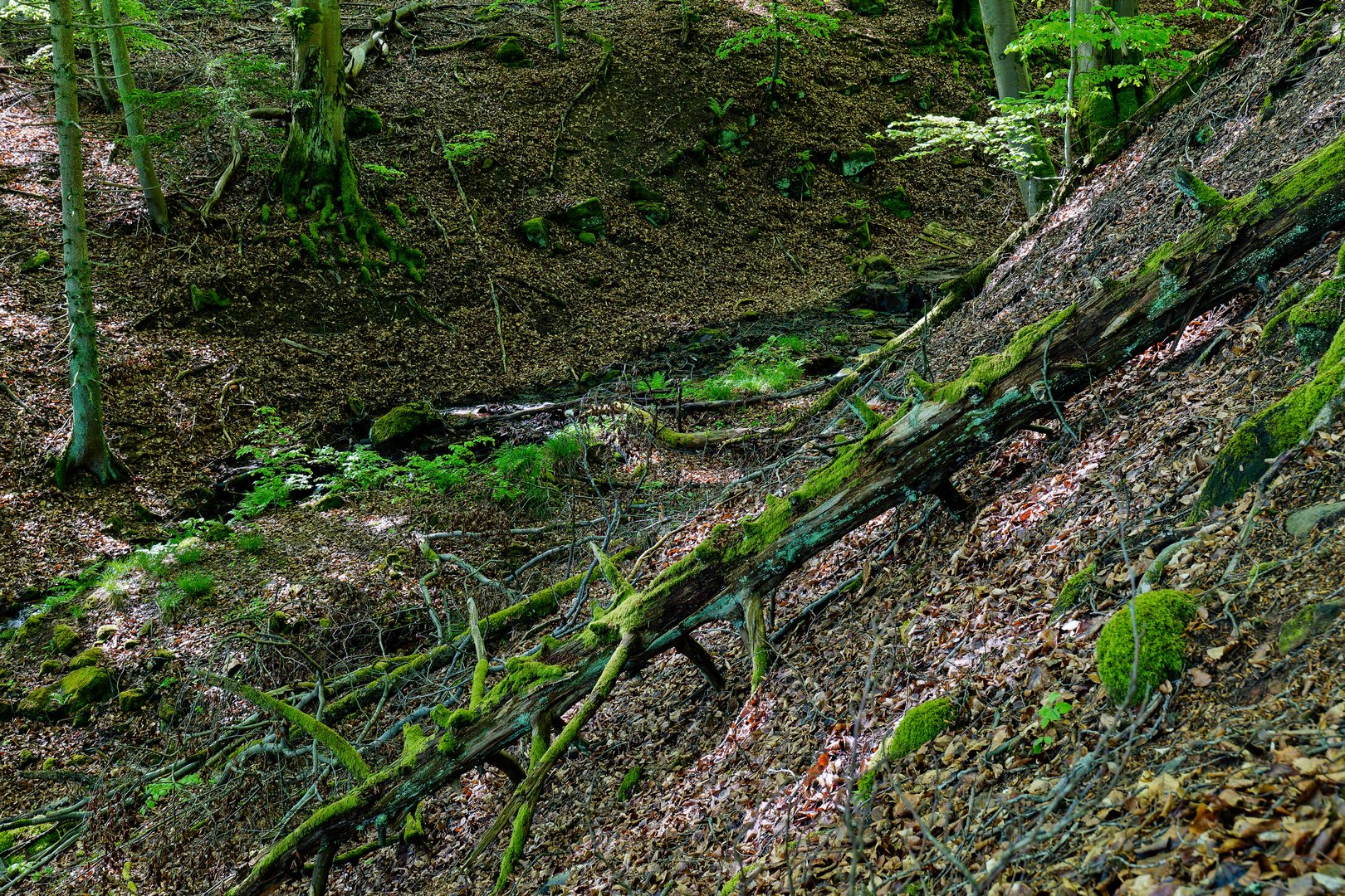 Frühlingsimpressionen am Bachlauf