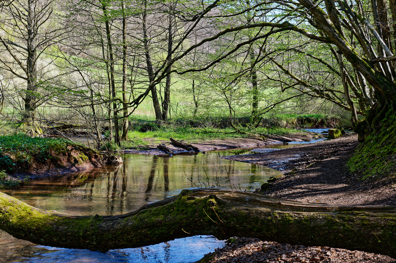 Frühlingsimpressionen am Lautenbach (3) 