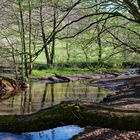 Frühlingsimpressionen am Lautenbach (3) 