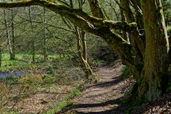 Frühlingsimpressionen am Lautenbach (7)