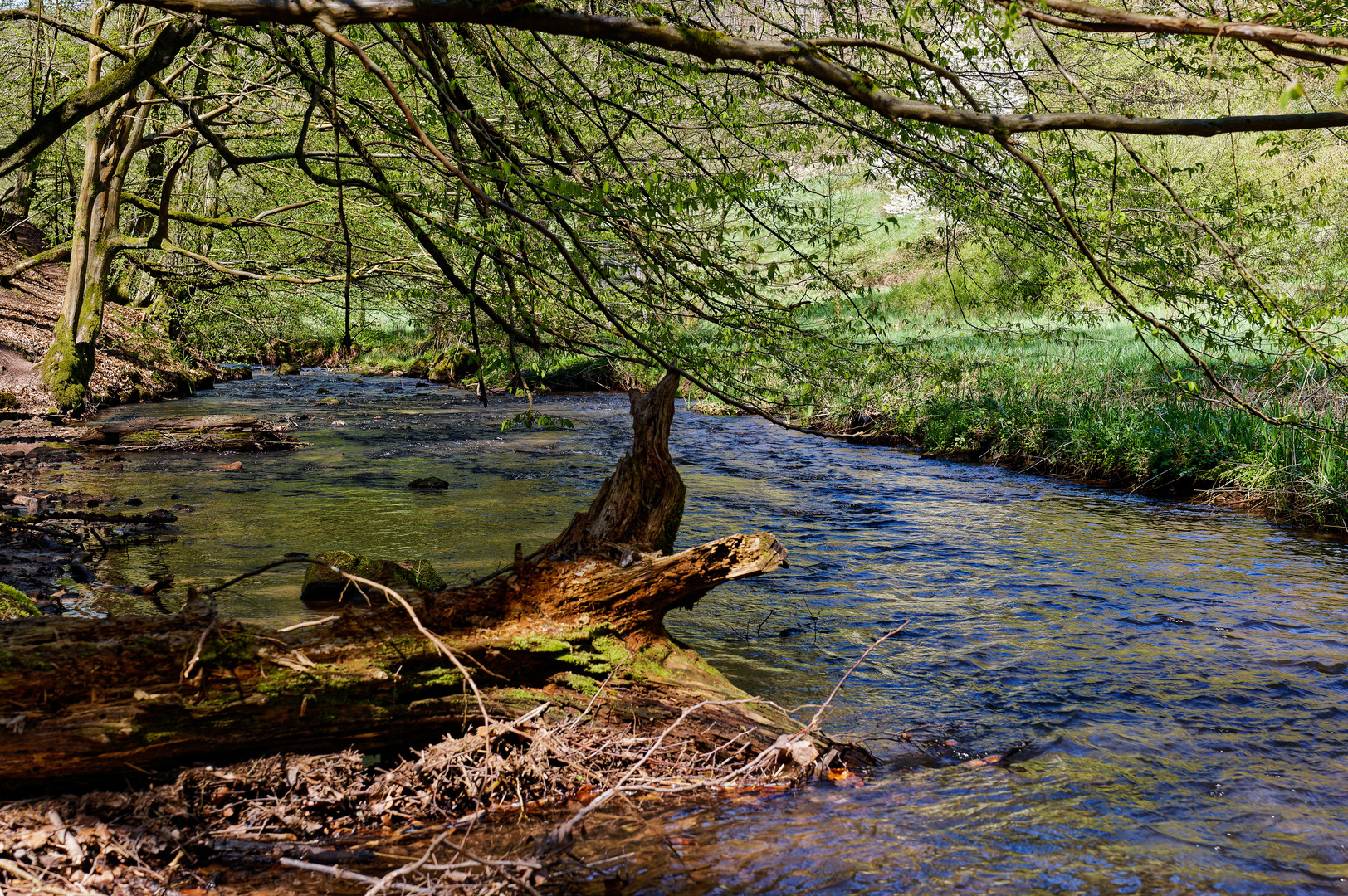 Frühlingsimpressionen am Lautenbach (9)