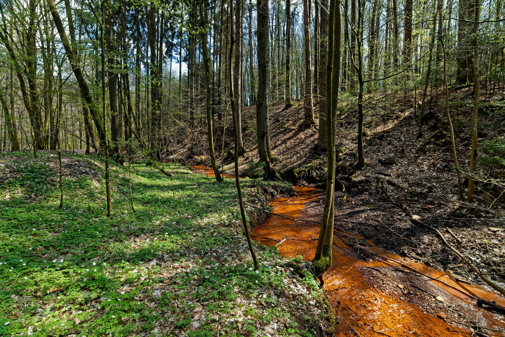 Frühlingsimpressionen am roten Hirschbach