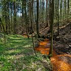 Frühlingsimpressionen am roten Hirschbach