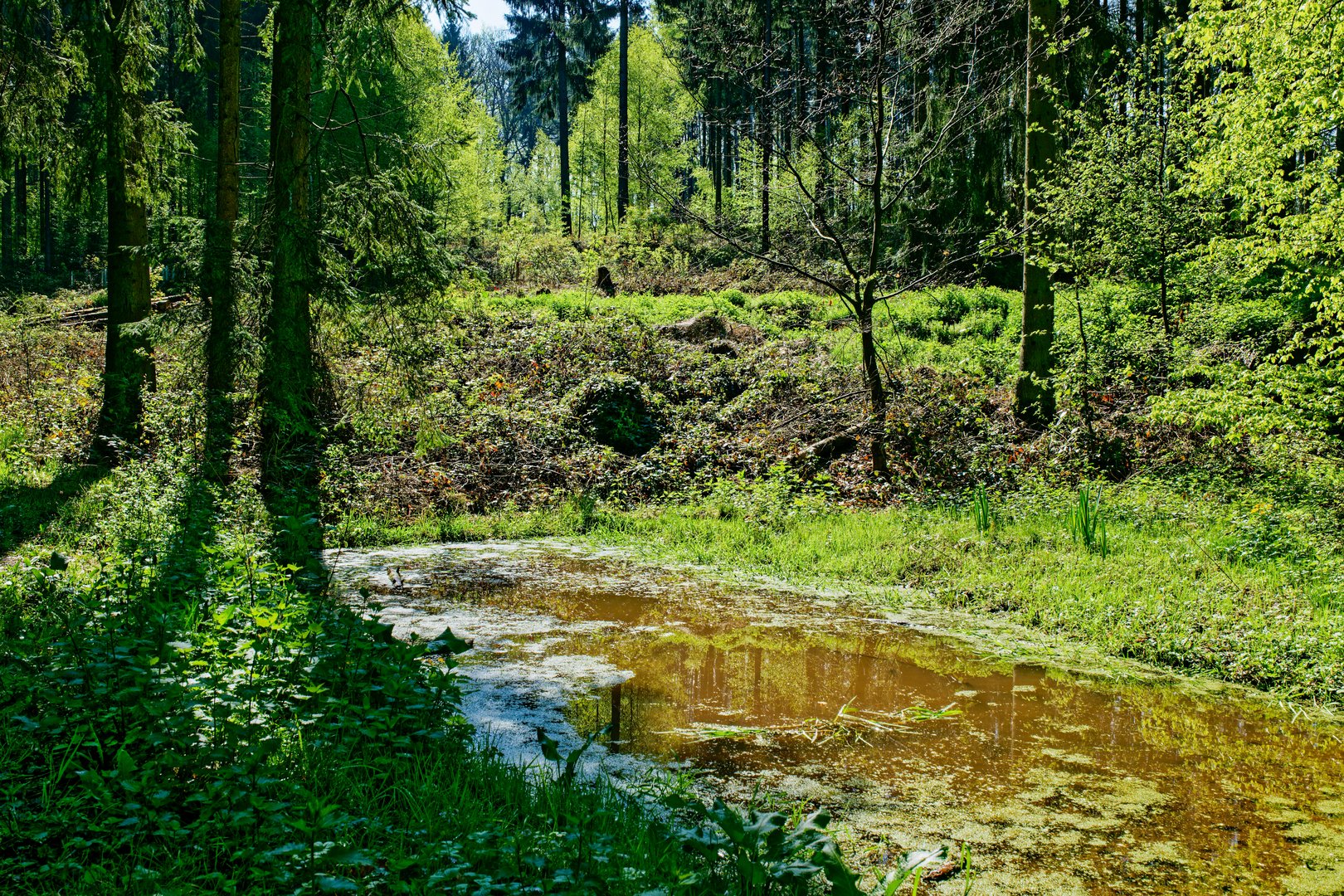 Frühlingsimpressionen am Waldtümpel