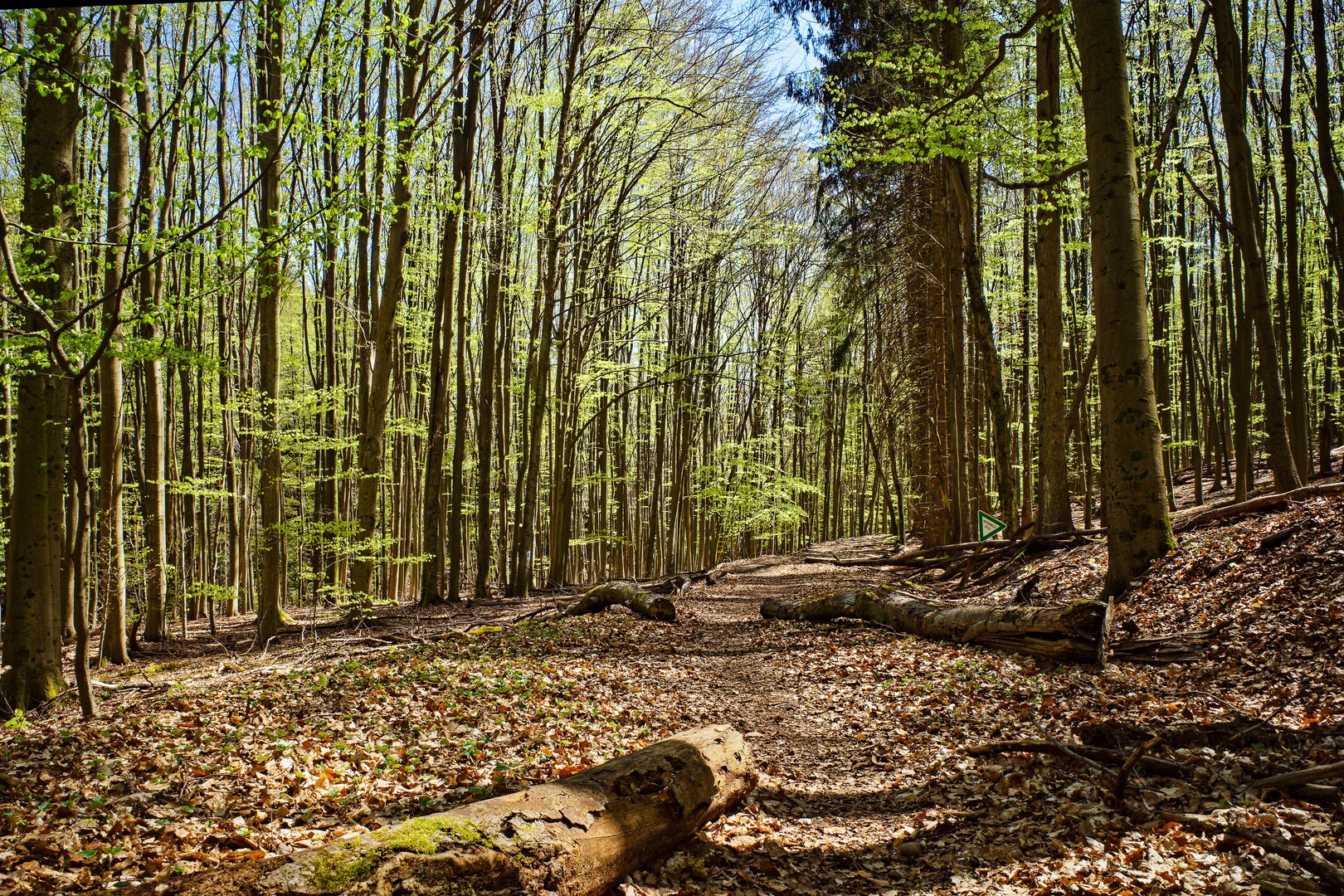 Frühlingsimpressionen auf einem Waldpfad  (3)