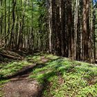 Frühlingsimpressionen auf einem Waldpfad