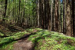 Frühlingsimpressionen auf einem Waldpfad