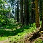 Frühlingsimpressionen auf einem Waldpfad