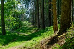 Frühlingsimpressionen auf einem Waldpfad