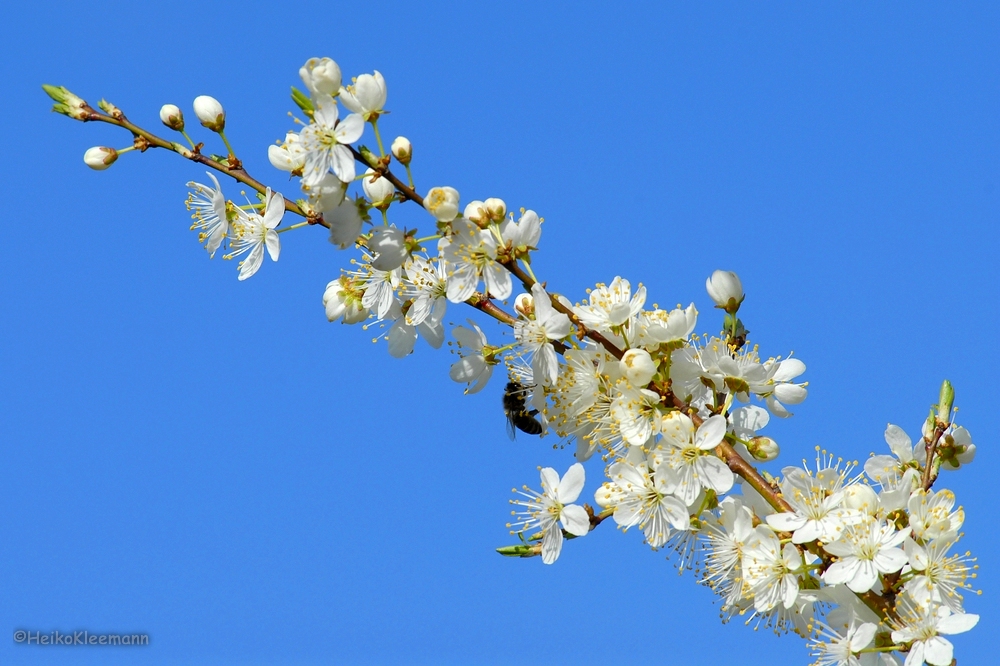 Frühlingsimpressionen