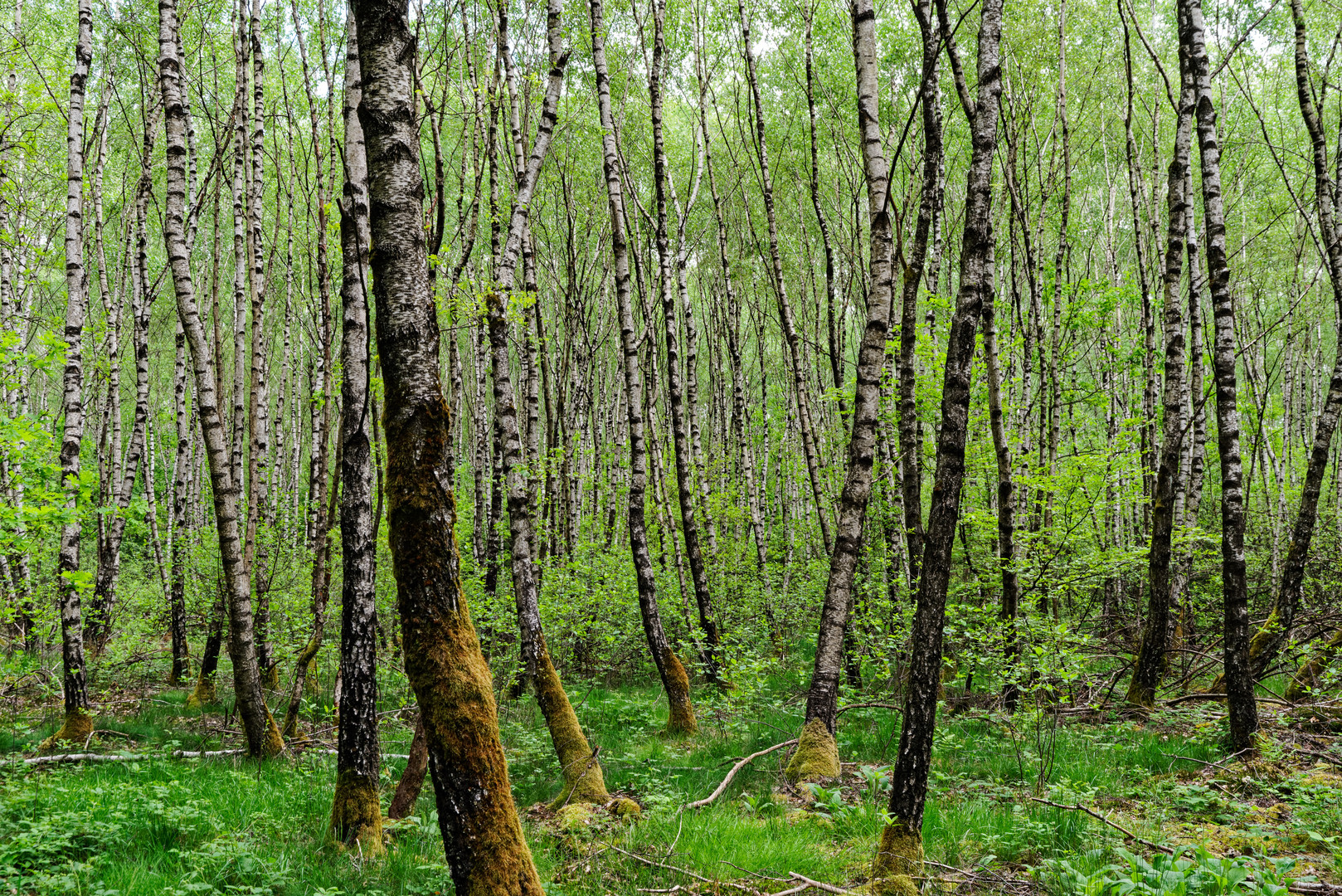 Frühlingsimpressionen im Birkenwald