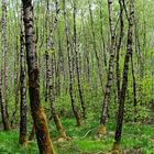 Frühlingsimpressionen im Birkenwald