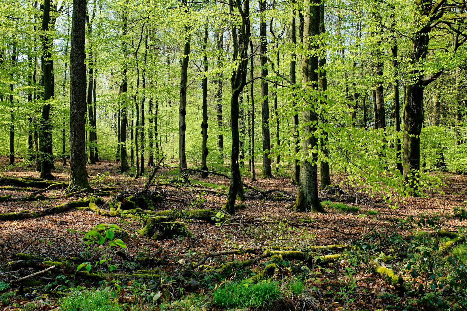 Frühlingsimpressionen im Laubwald