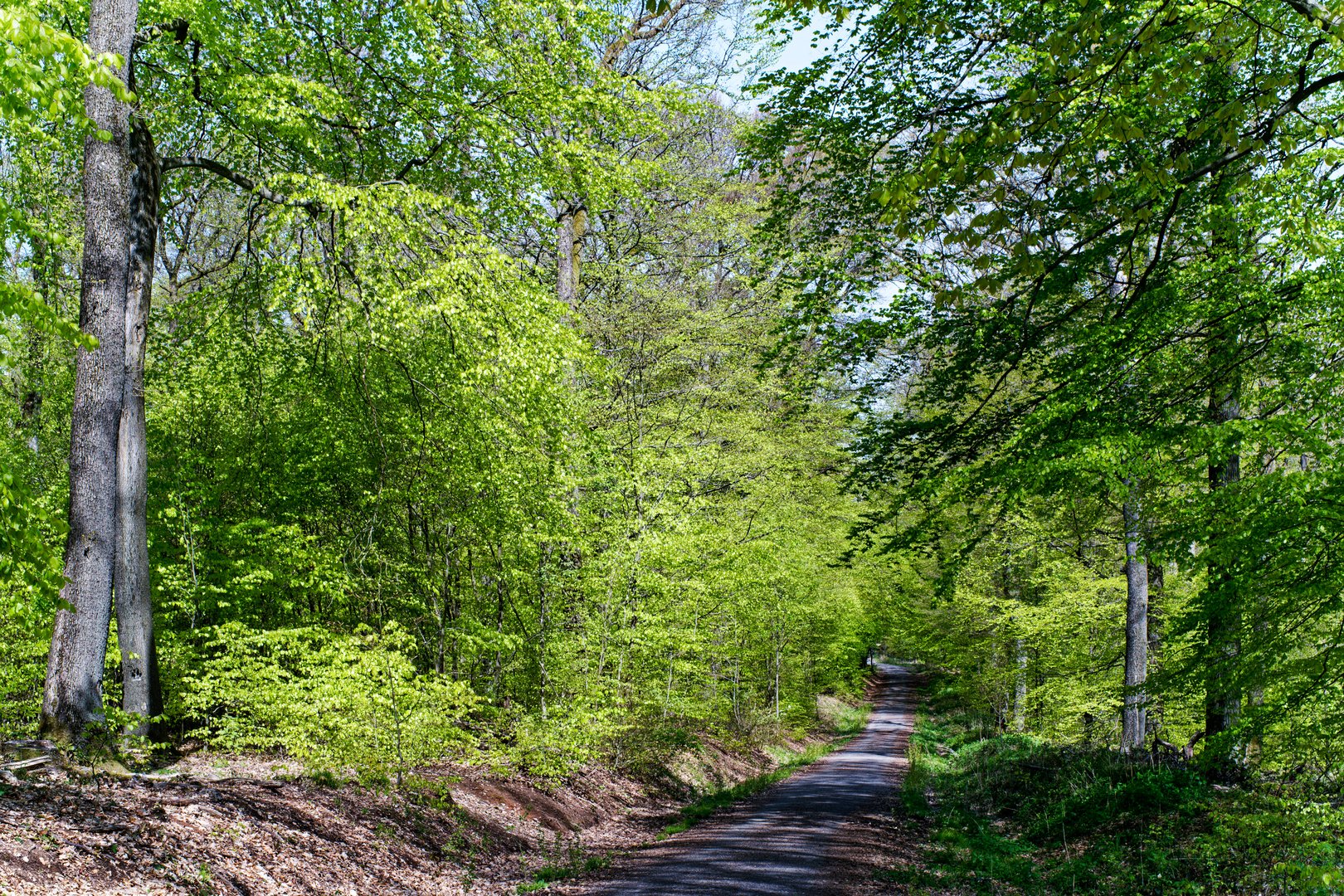 Frühlingsimpressionen im Ottweiler Wald