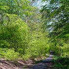 Frühlingsimpressionen im Ottweiler Wald